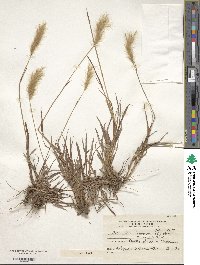 Bothriochloa laguroides image