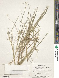 Bothriochloa bladhii image