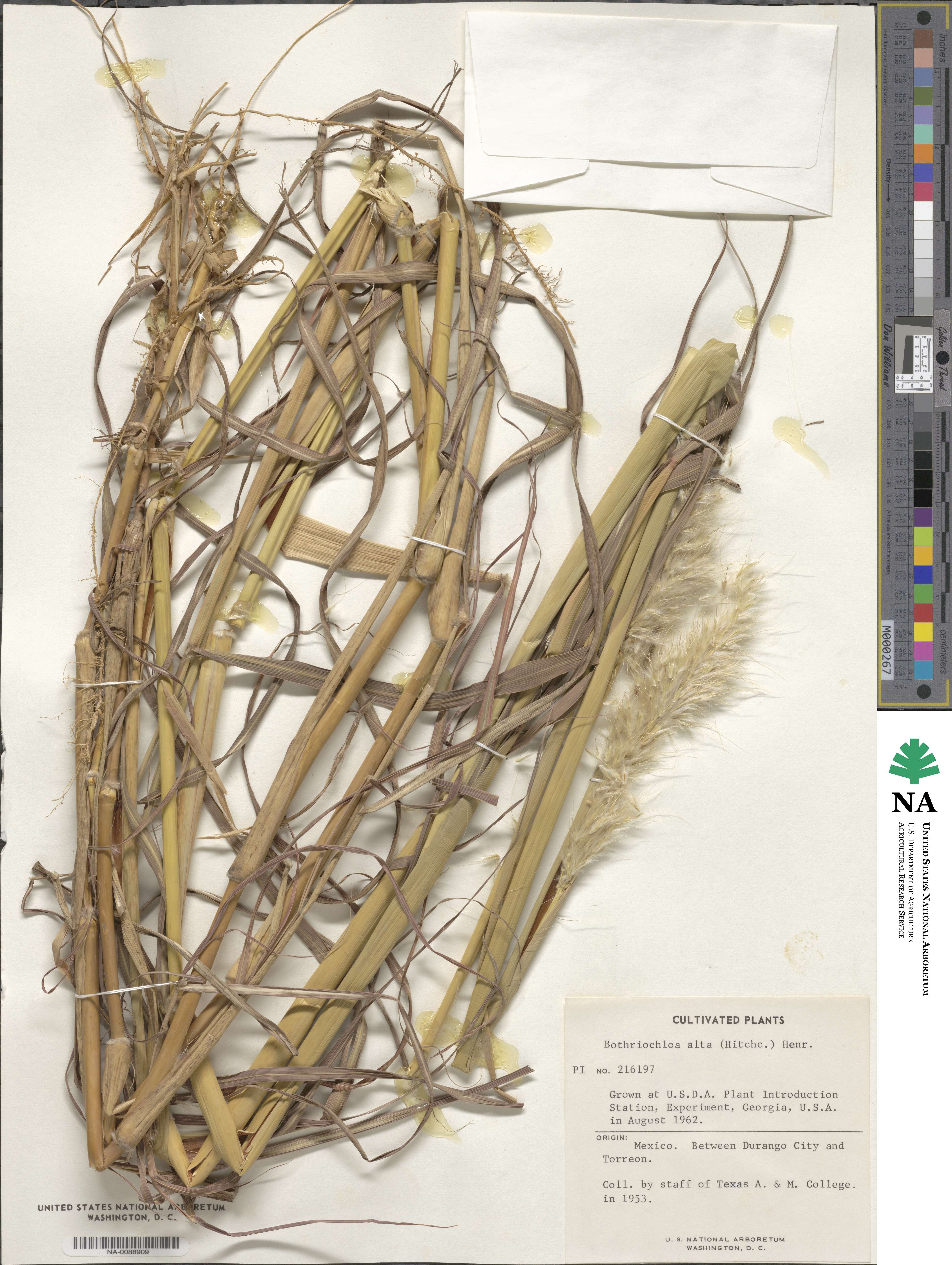 Bothriochloa alta image