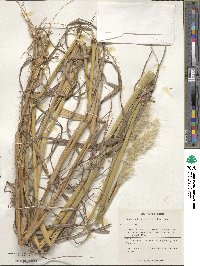 Bothriochloa alta image