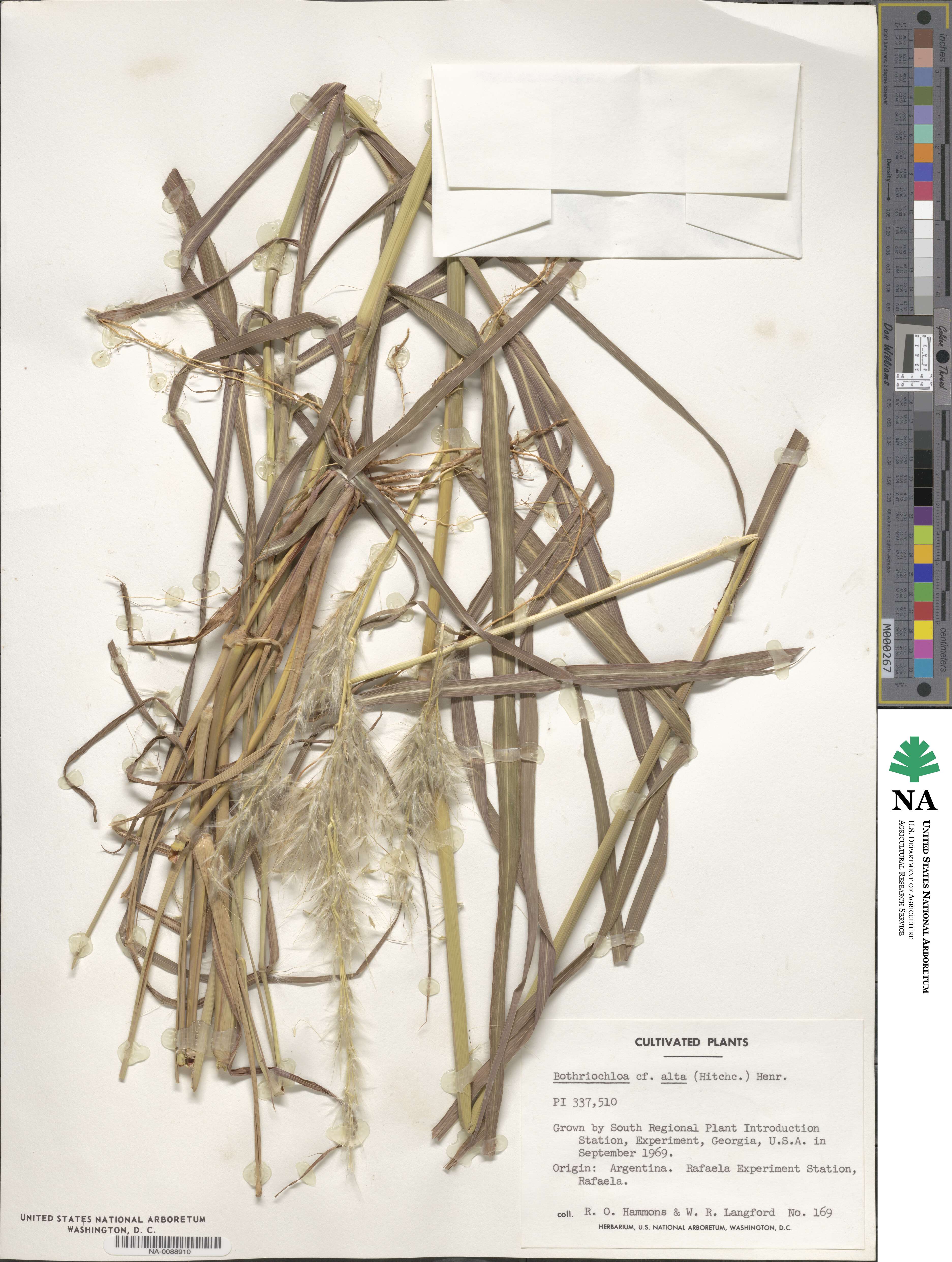 Bothriochloa alta image