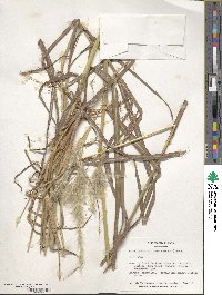 Bothriochloa alta image