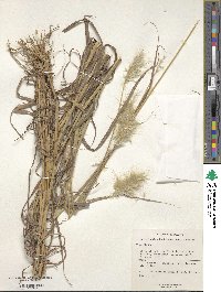 Bothriochloa barbinodis image