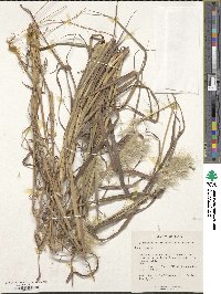 Bothriochloa barbinodis image