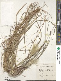 Bothriochloa barbinodis image