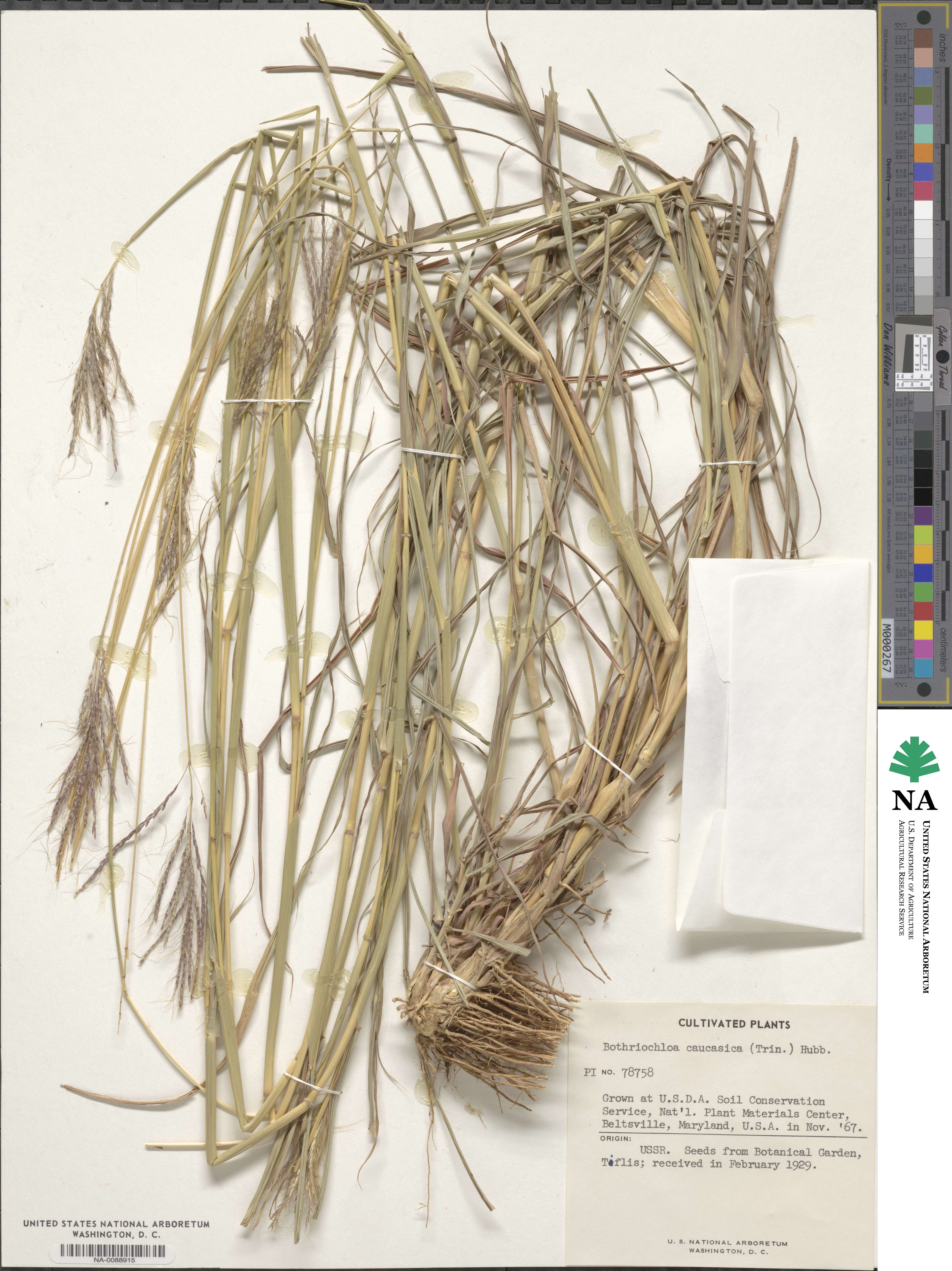 Bothriochloa bladhii image