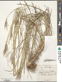 Bothriochloa bladhii image