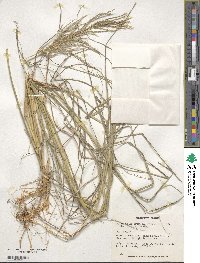 Bothriochloa bladhii image