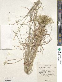 Bothriochloa decipiens image