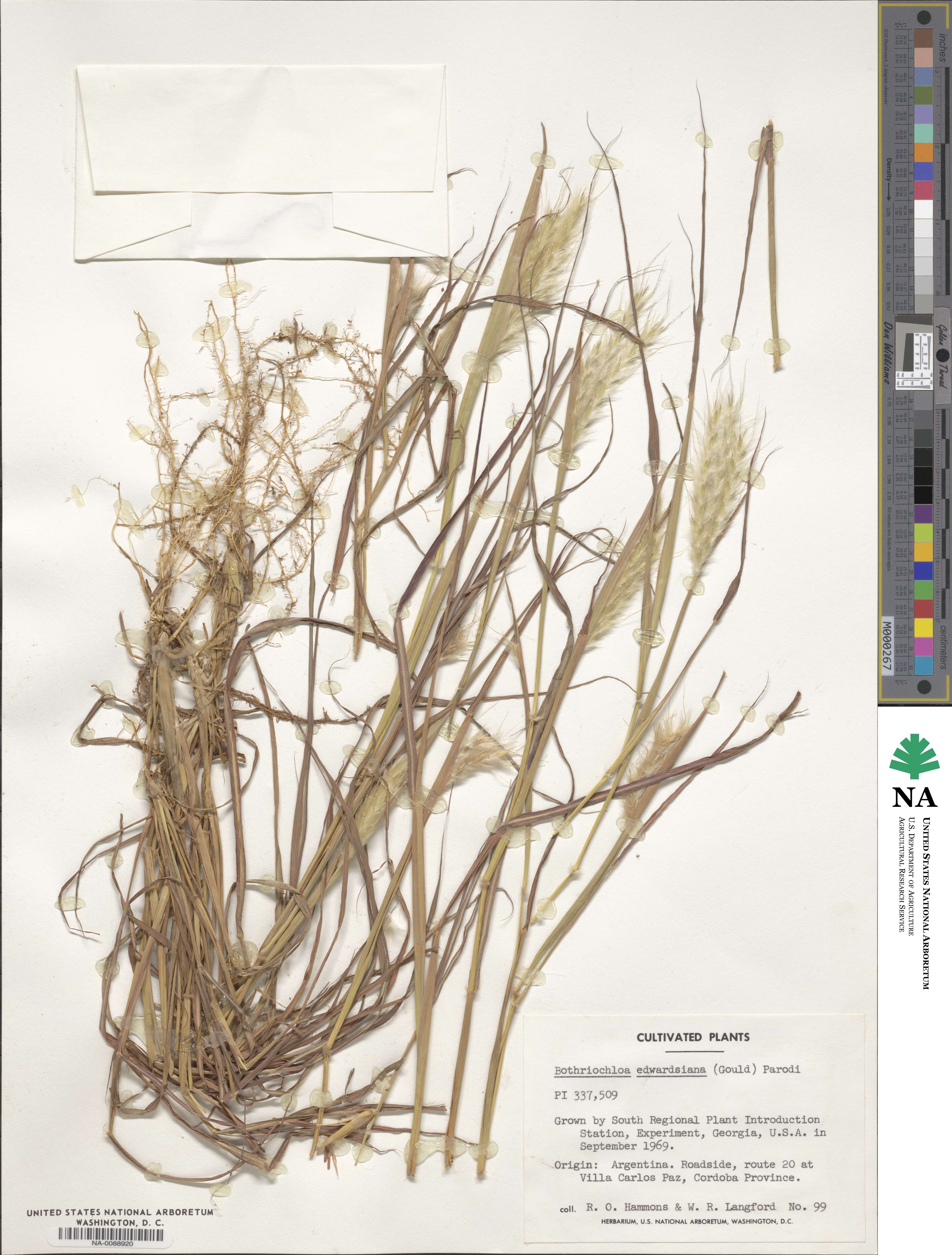 Bothriochloa edwardsiana image