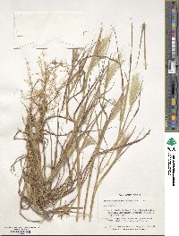 Bothriochloa edwardsiana image