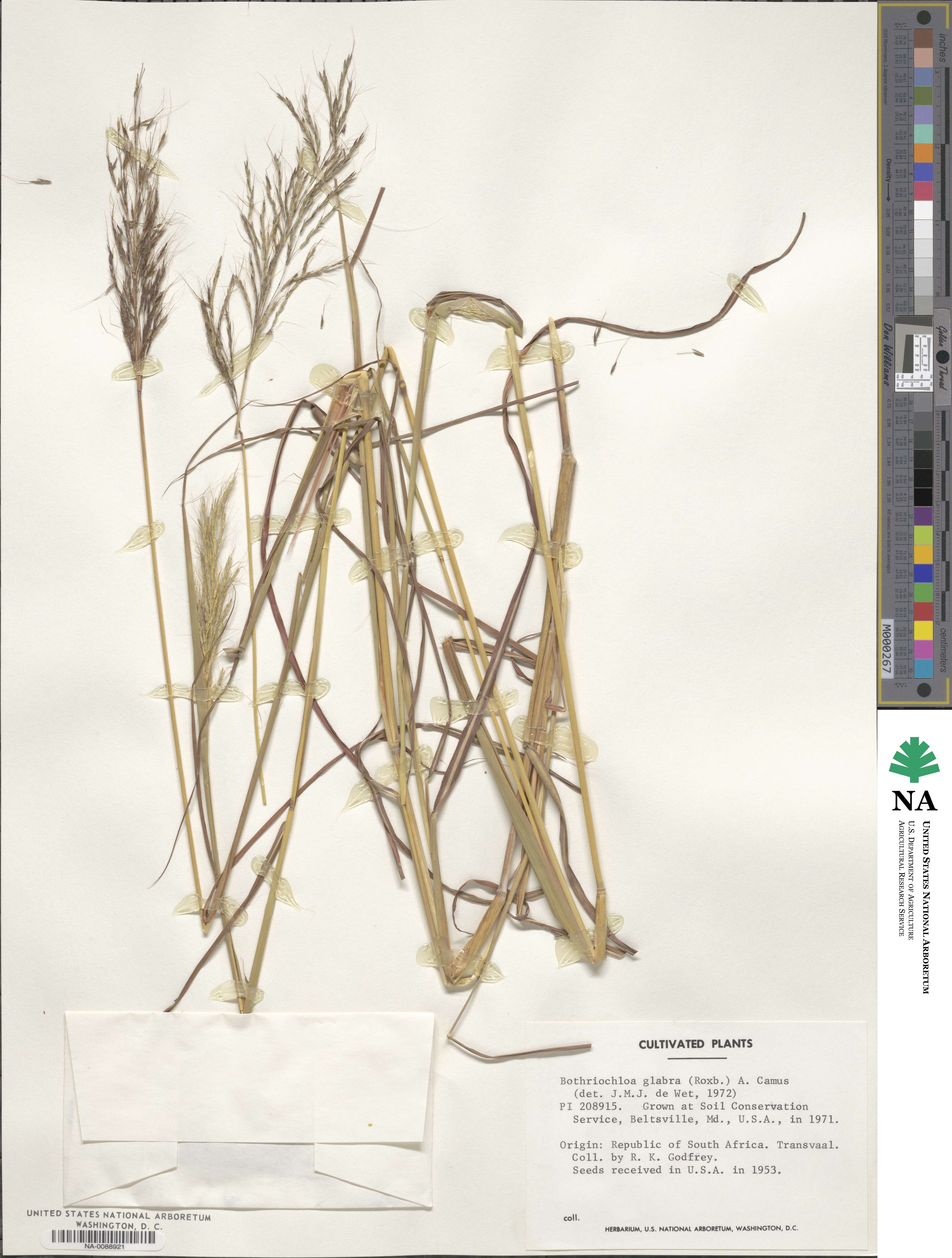 Bothriochloa glabra image