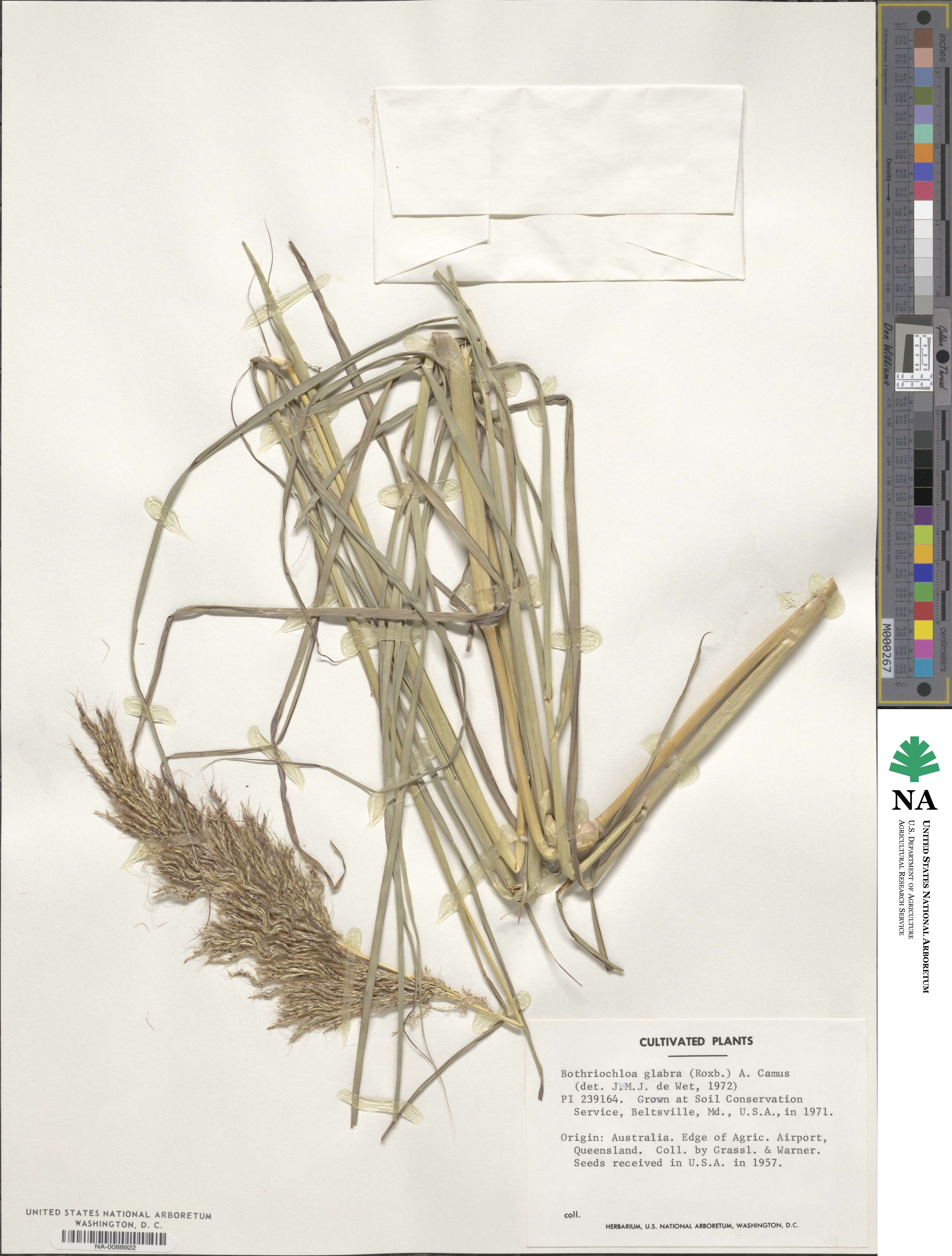 Bothriochloa glabra image