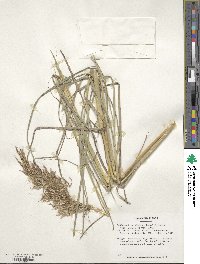 Bothriochloa glabra image