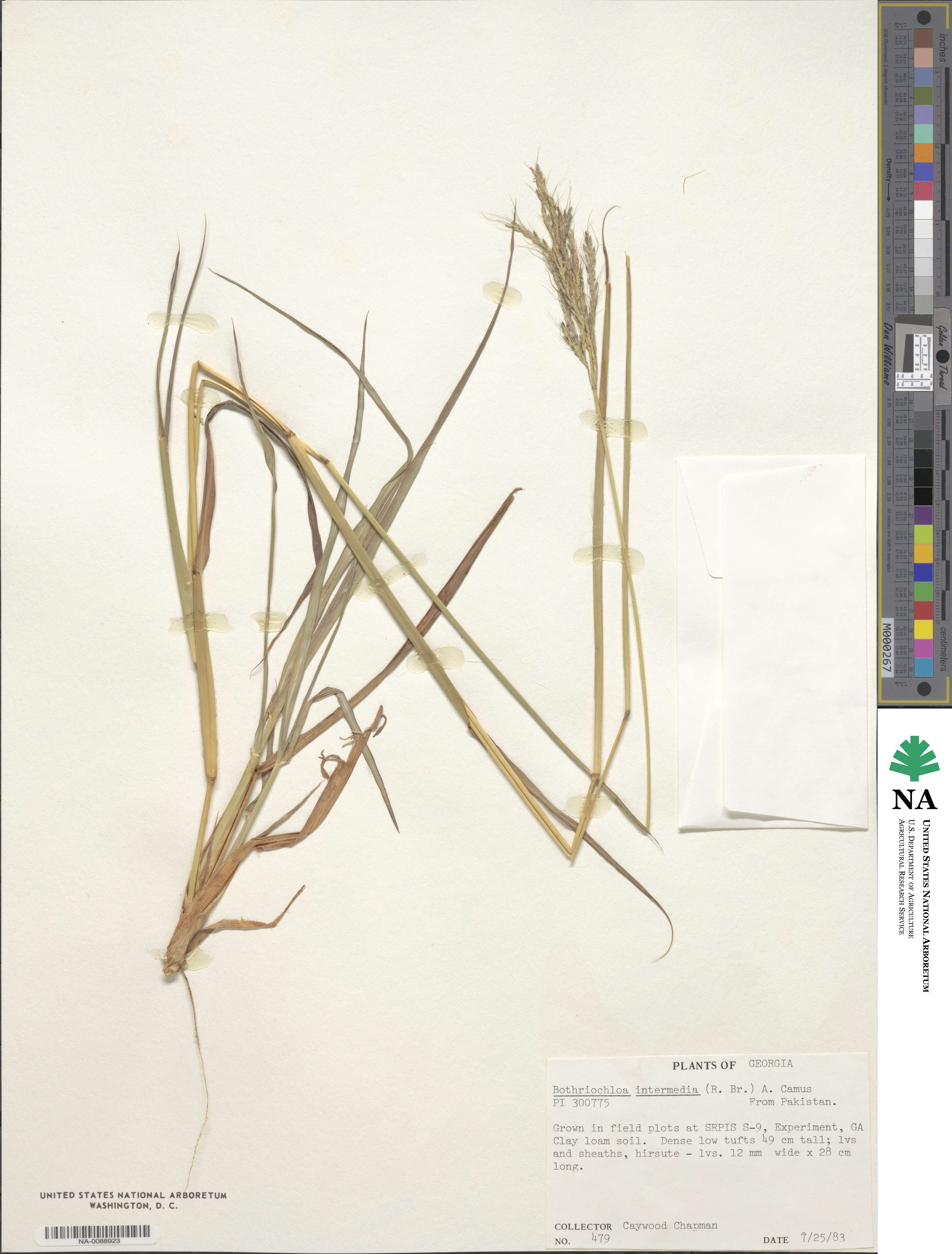 Bothriochloa bladhii image