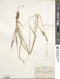 Bothriochloa bladhii image