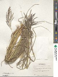 Bothriochloa bladhii image