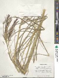 Bothriochloa bladhii image