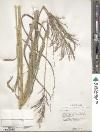 Bothriochloa bladhii image