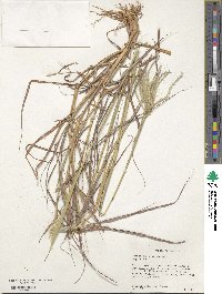 Bothriochloa ischaemum image