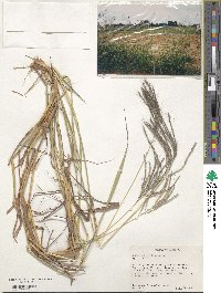 Bothriochloa ischaemum image