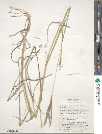 Bothriochloa ischaemum image