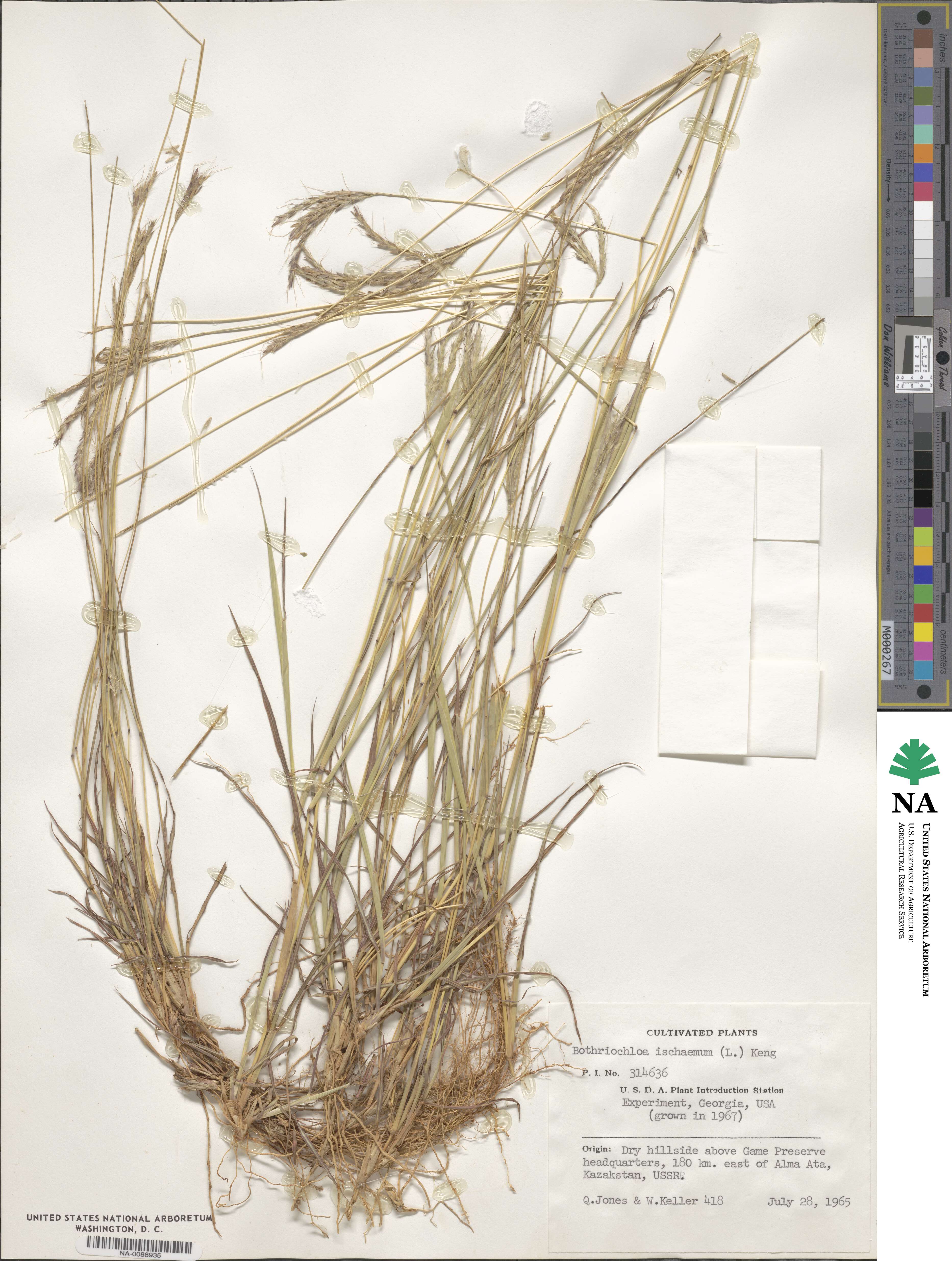 Bothriochloa ischaemum image