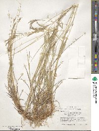 Bothriochloa ischaemum image