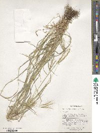 Bothriochloa ischaemum image