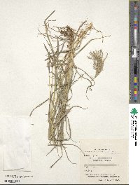 Bothriochloa pertusa image