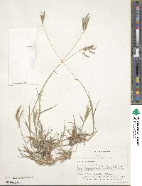 Bothriochloa pertusa image