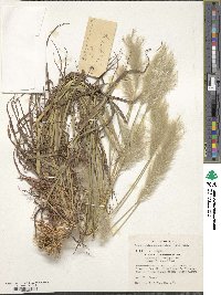 Bothriochloa saccharoides image