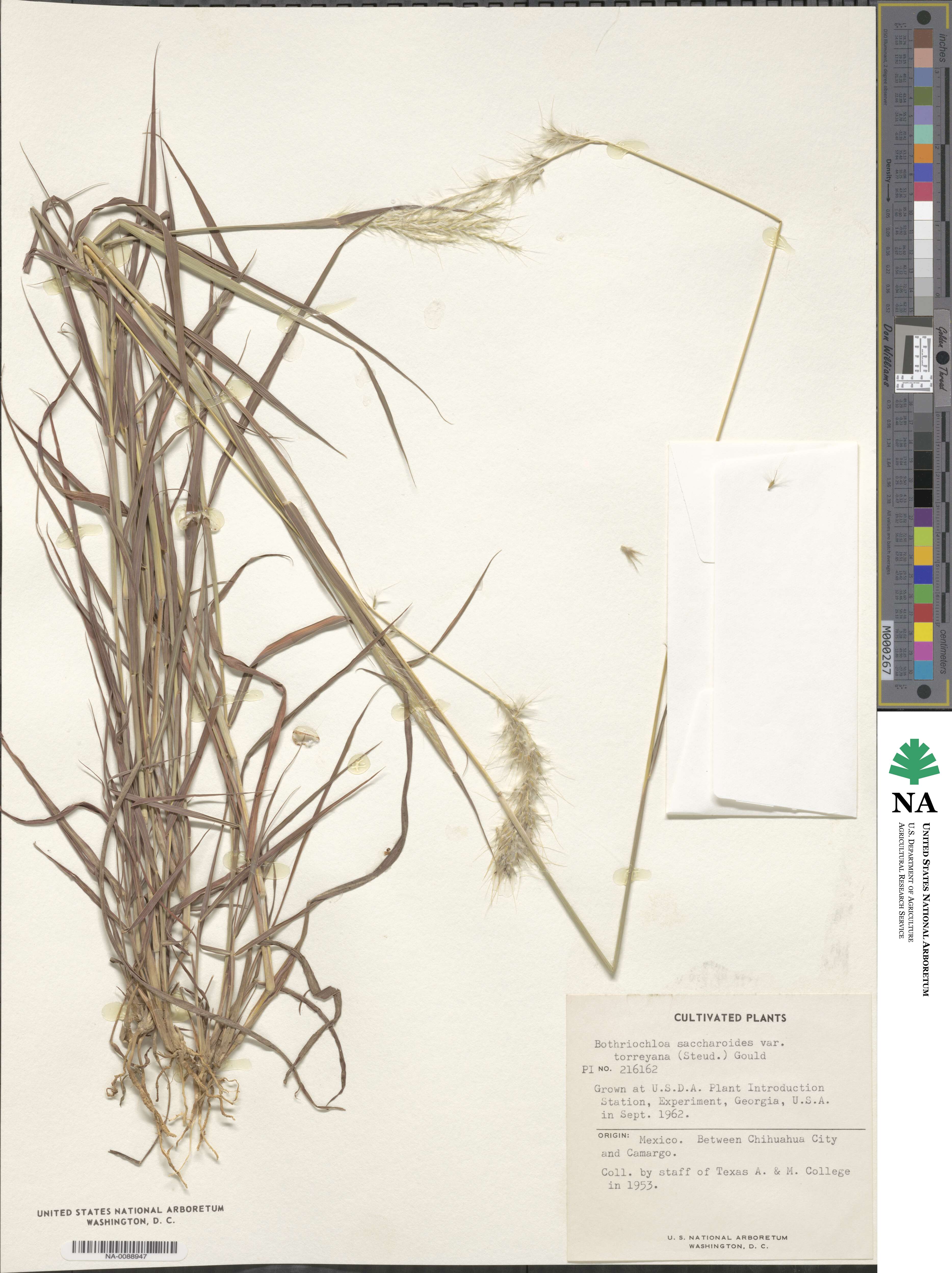 Bothriochloa torreyana image