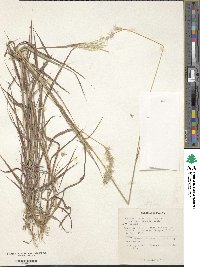 Bothriochloa torreyana image