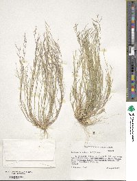 Image of Bouteloua aristidoides