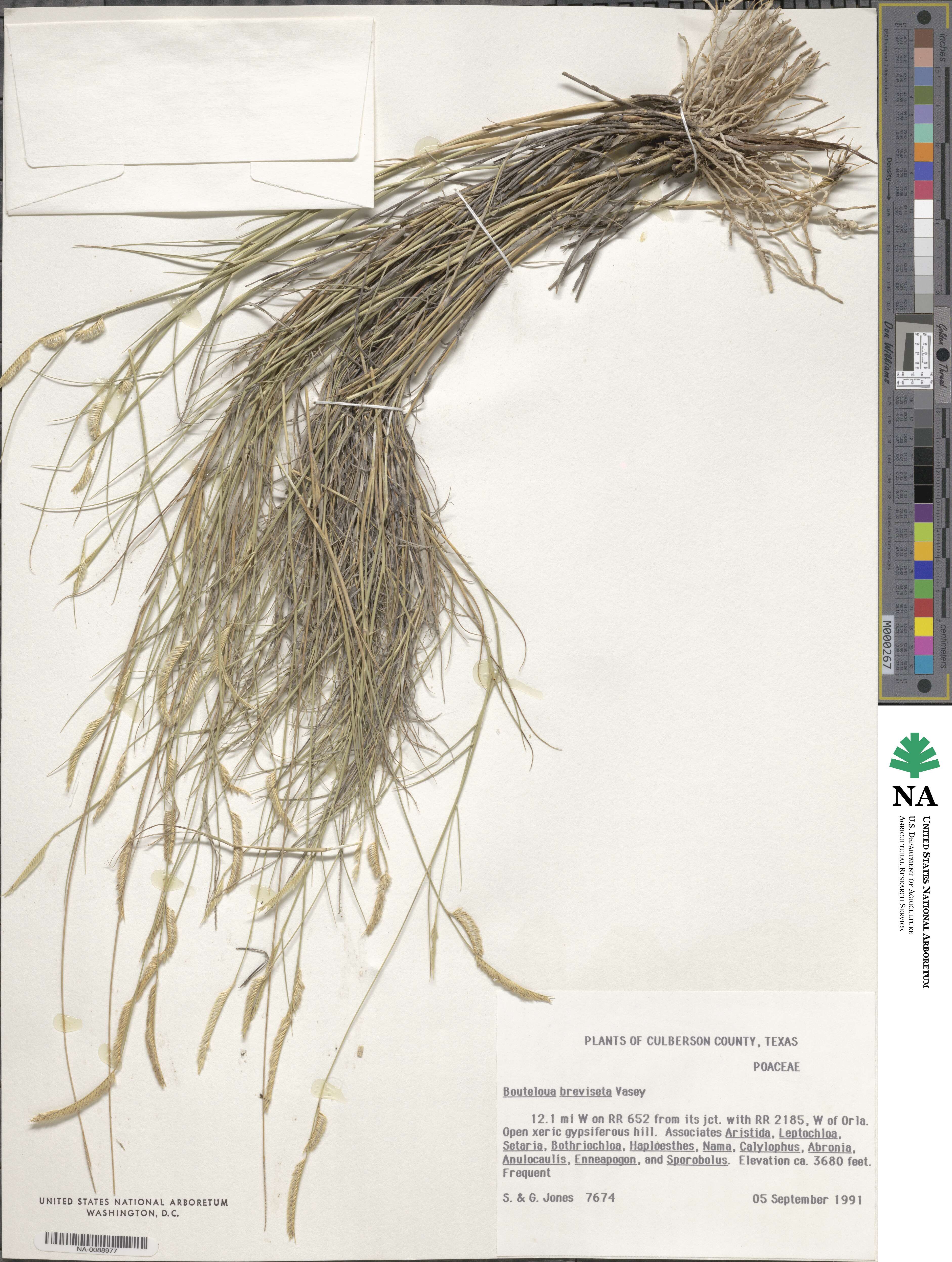 Bouteloua breviseta image