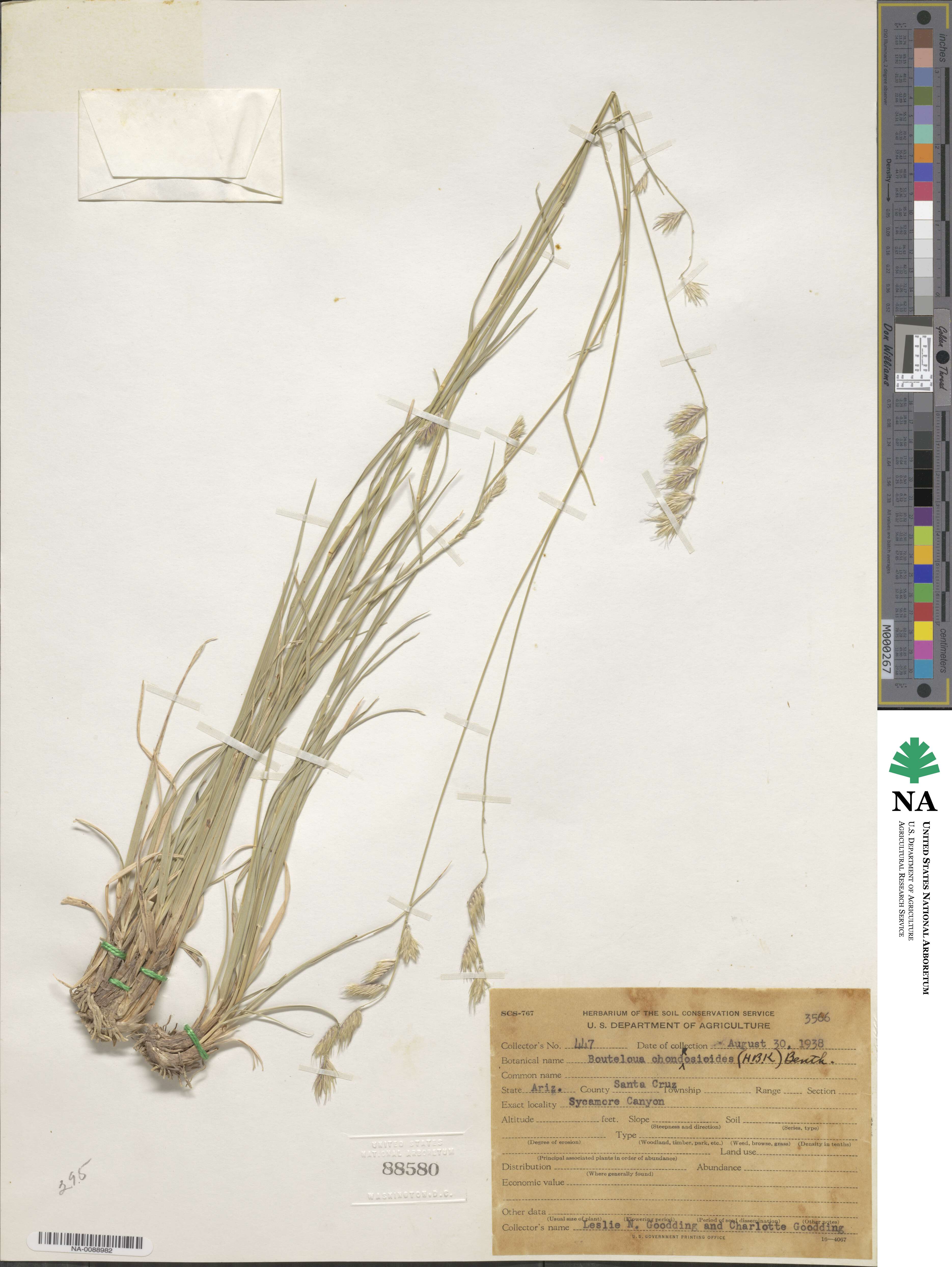 Bouteloua chondrosioides image