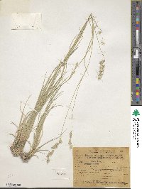 Bouteloua chondrosioides image