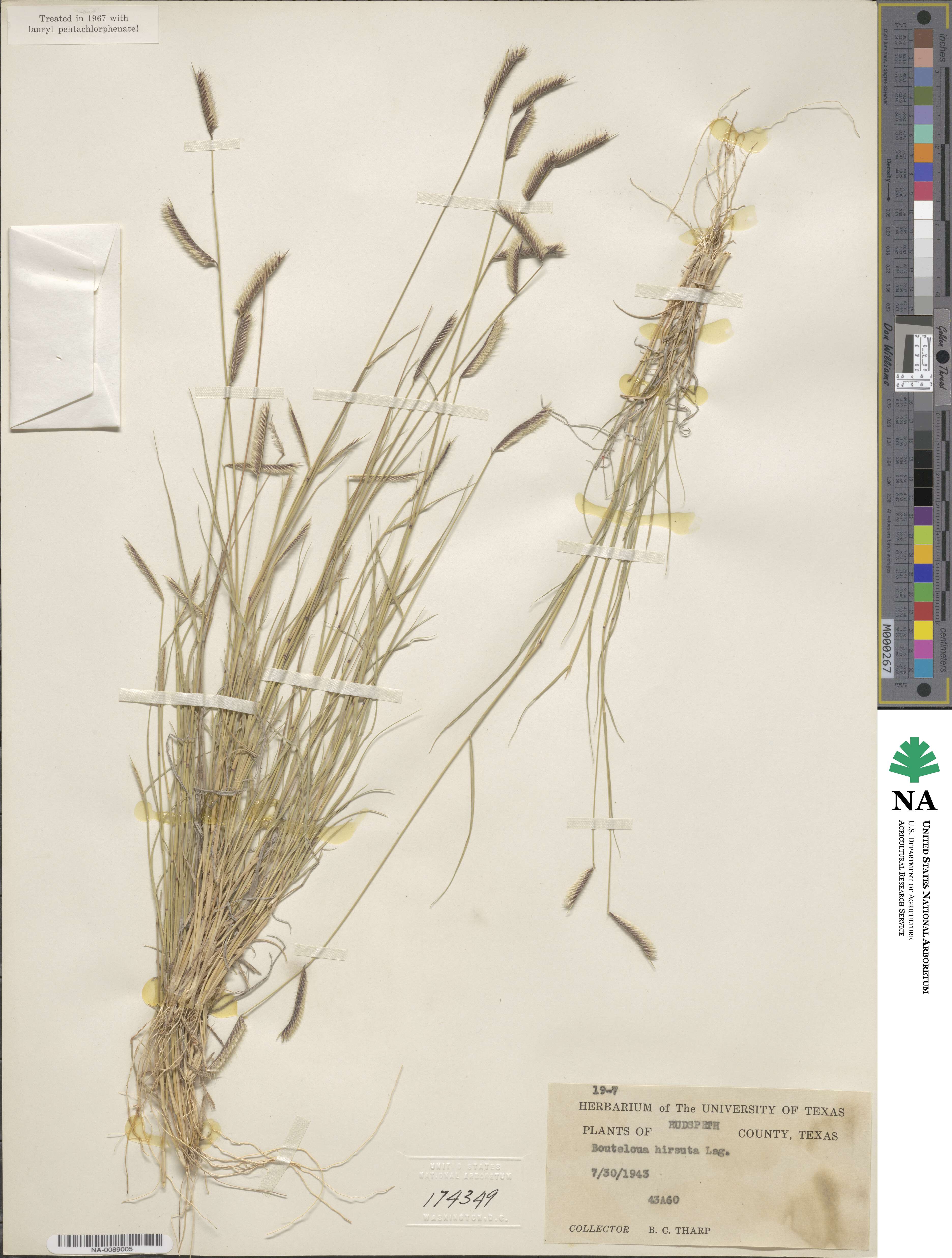 Bouteloua hirsuta image