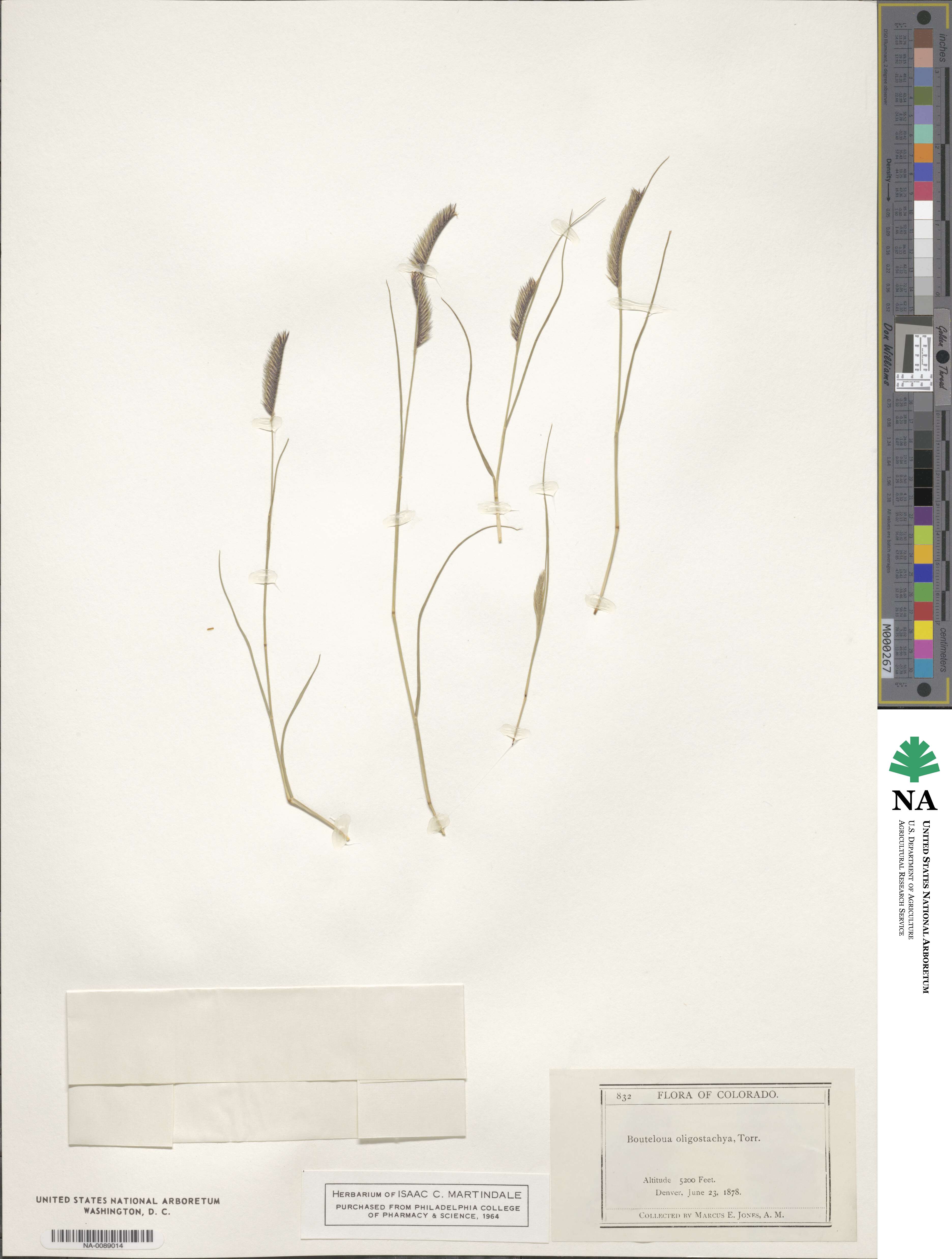Bouteloua gracilis image