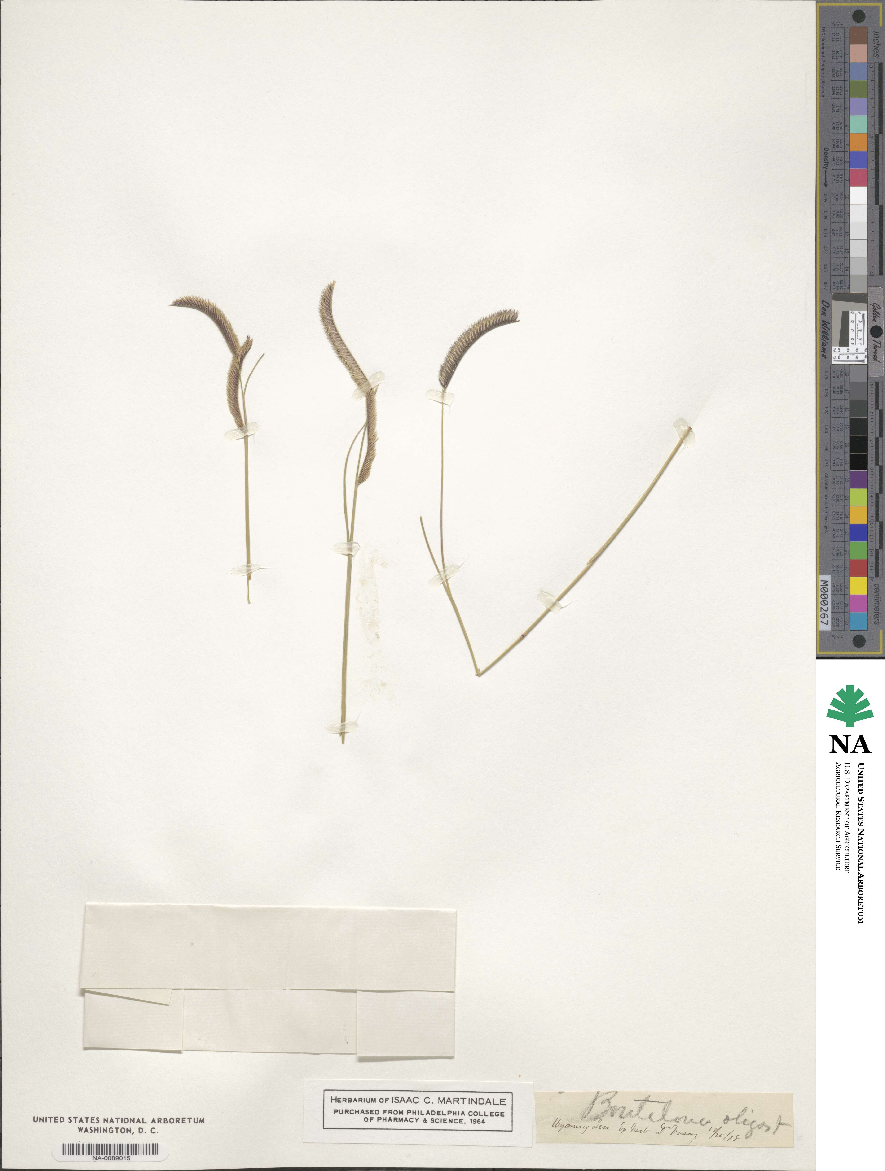 Bouteloua gracilis image