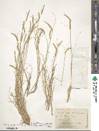 Bouteloua gracilis image