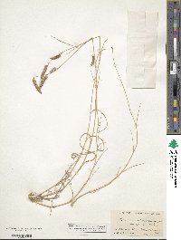 Bouteloua gracilis image