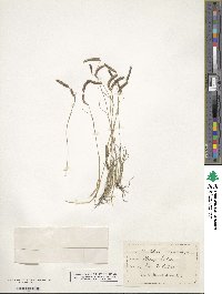 Bouteloua gracilis image