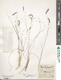 Bouteloua gracilis image