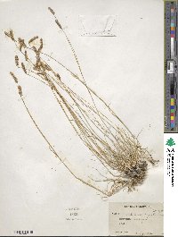 Bouteloua gracilis image