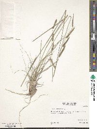 Bouteloua pectinata image