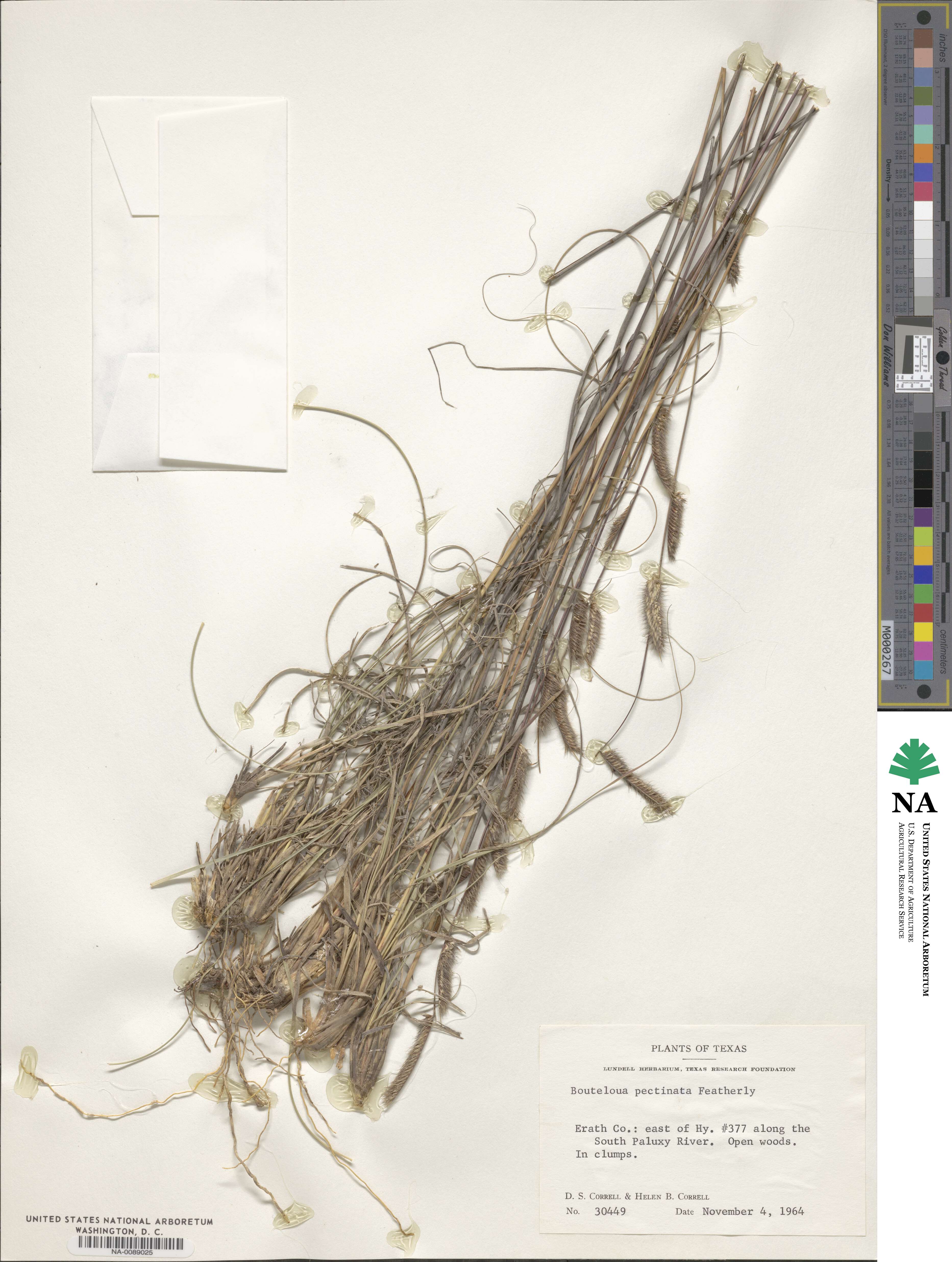 Bouteloua pectinata image