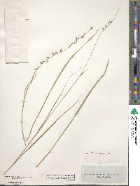 Bouteloua curtipendula image