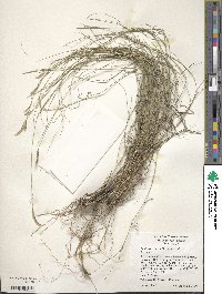 Bouteloua curtipendula image